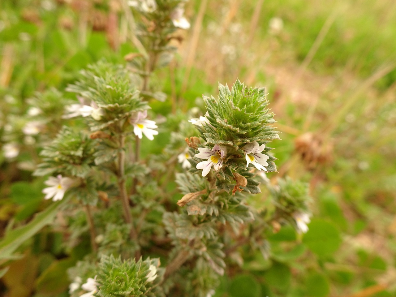 Euphrasia stricta 23-Jul-19 _ 13_49_38