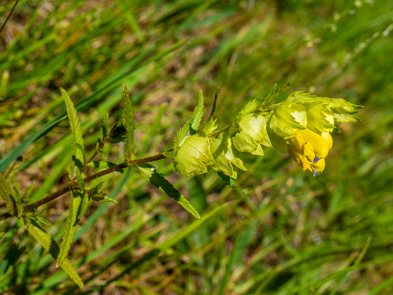 !botanical_garden_entrance_mound-18