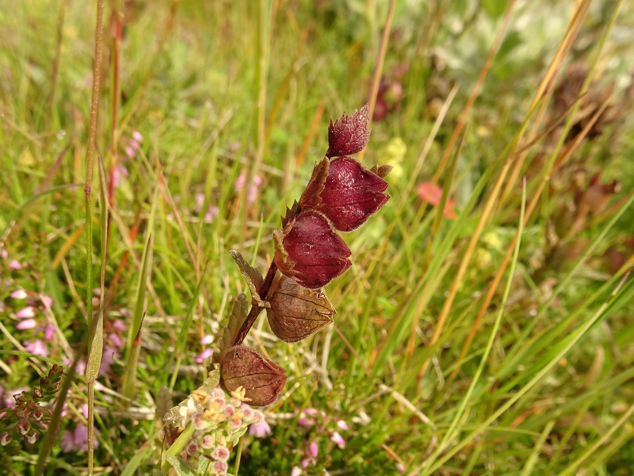 Rhinanthus minor 23-Jul-19 _ 12_19_54