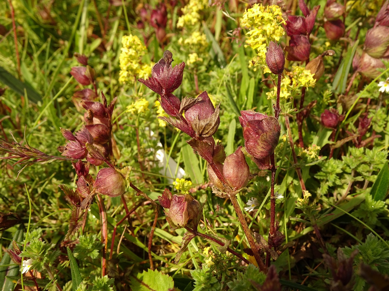 Rhinanthus minor 23-Jul-19 _ 12_24_56