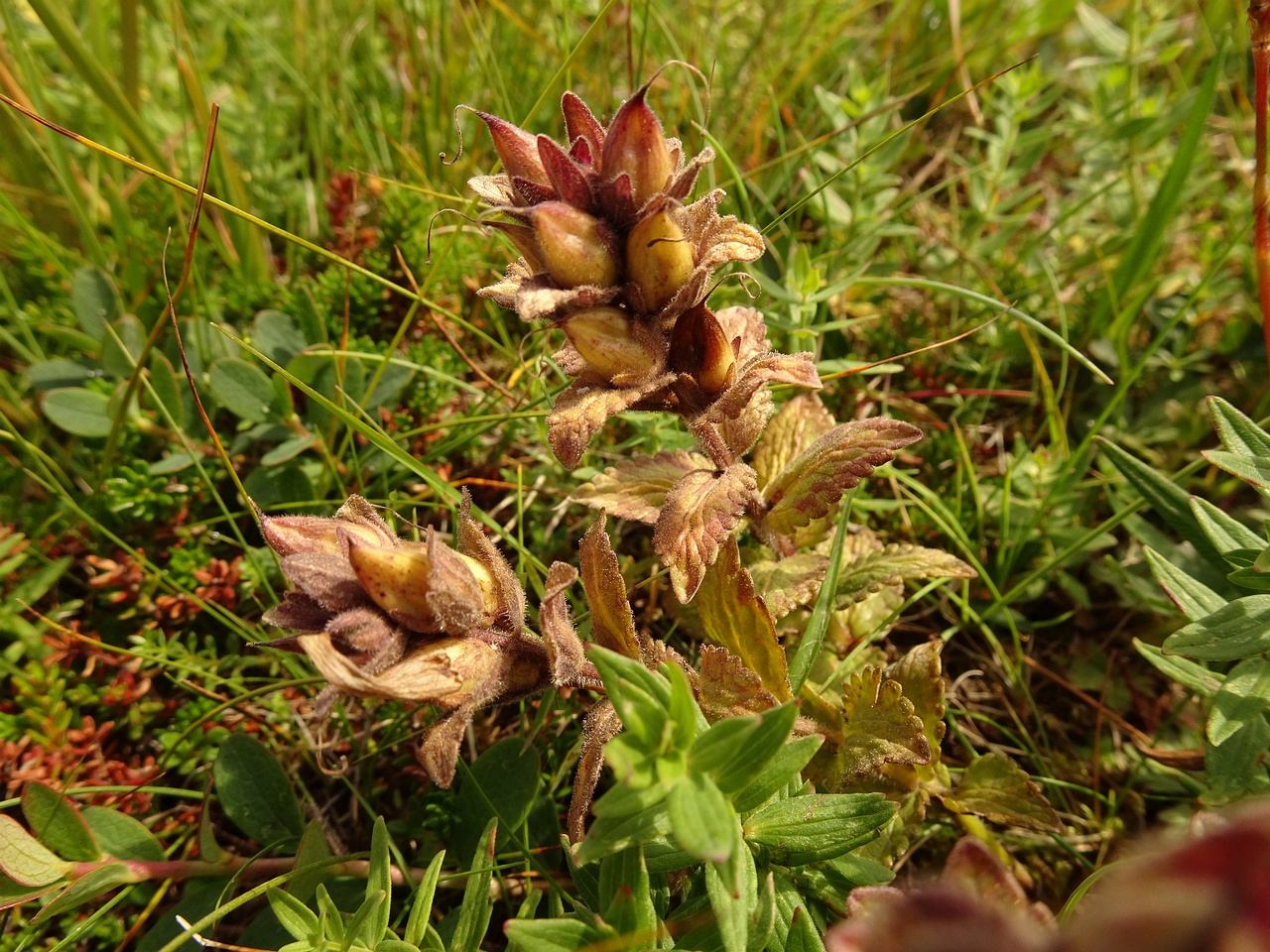 Rhinanthus minor 23-Jul-19 _ 12_29_08