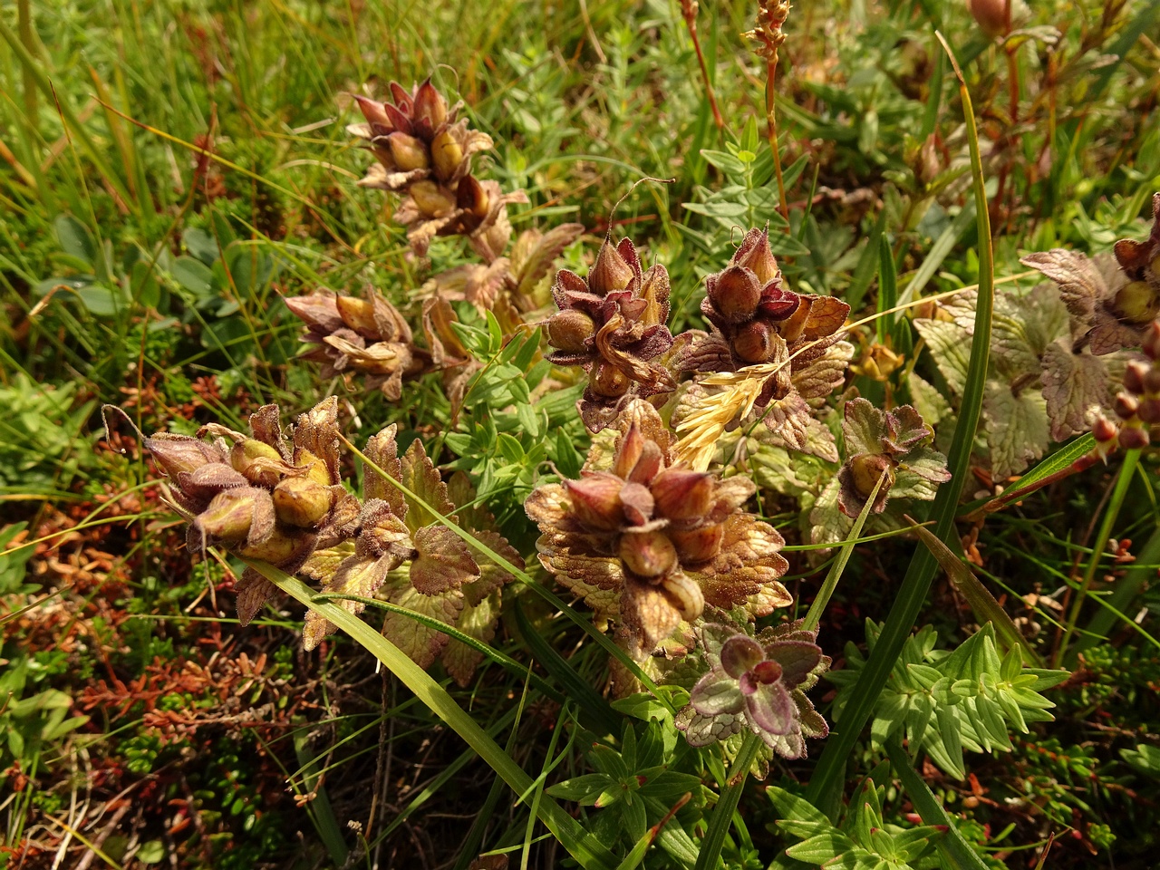 Rhinanthus minor 23-Jul-19 _ 12_29_14