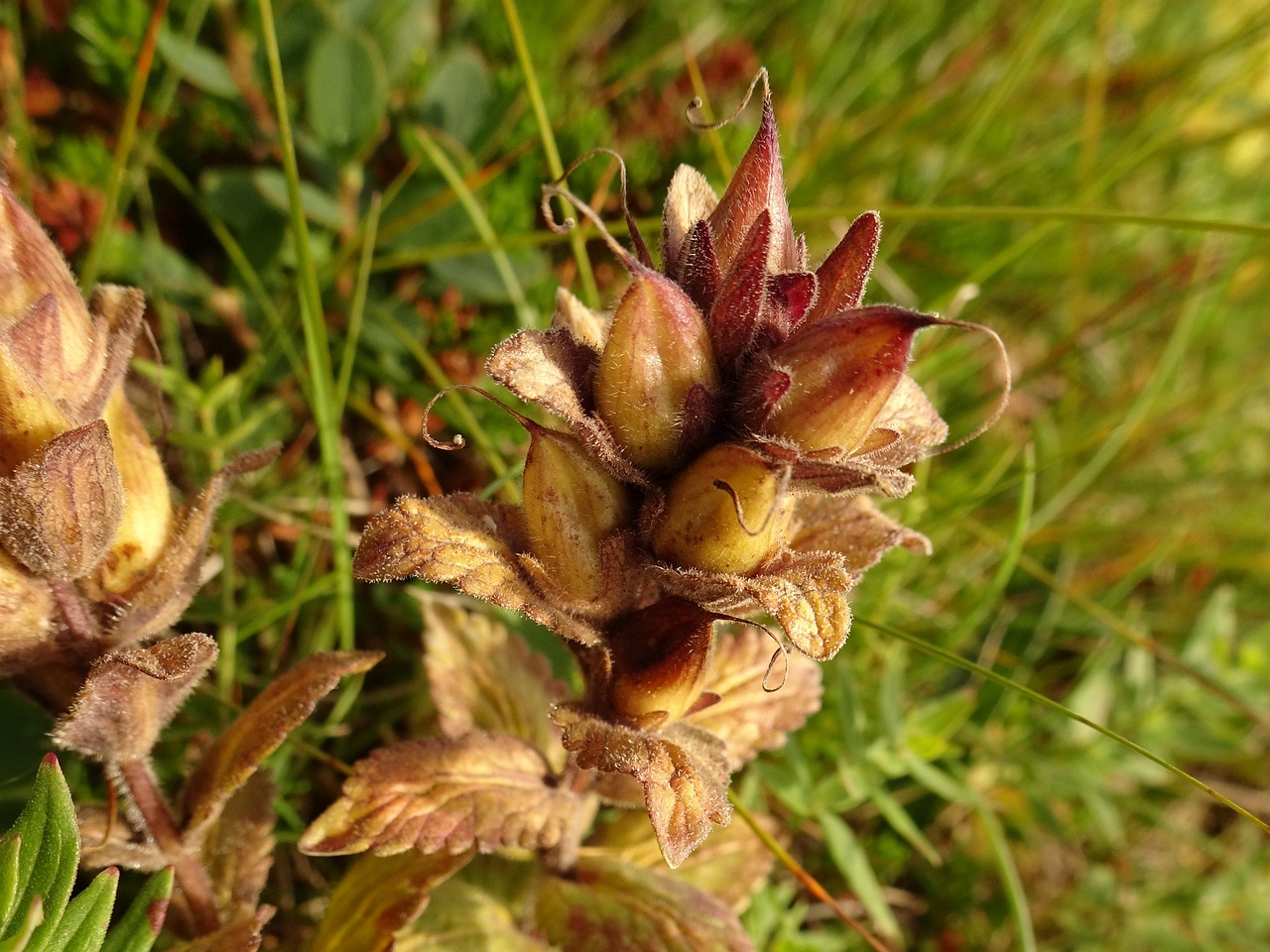 Rhinanthus minor 23-Jul-19 _ 12_29_16