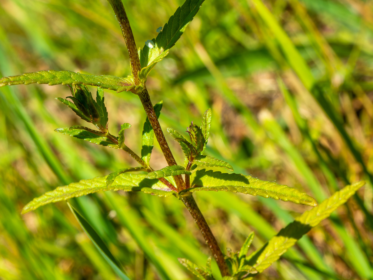 botanical_garden_entrance_mound-19