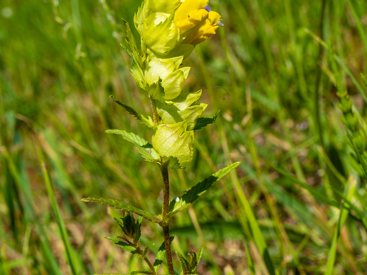 botanical_garden_entrance_mound-20