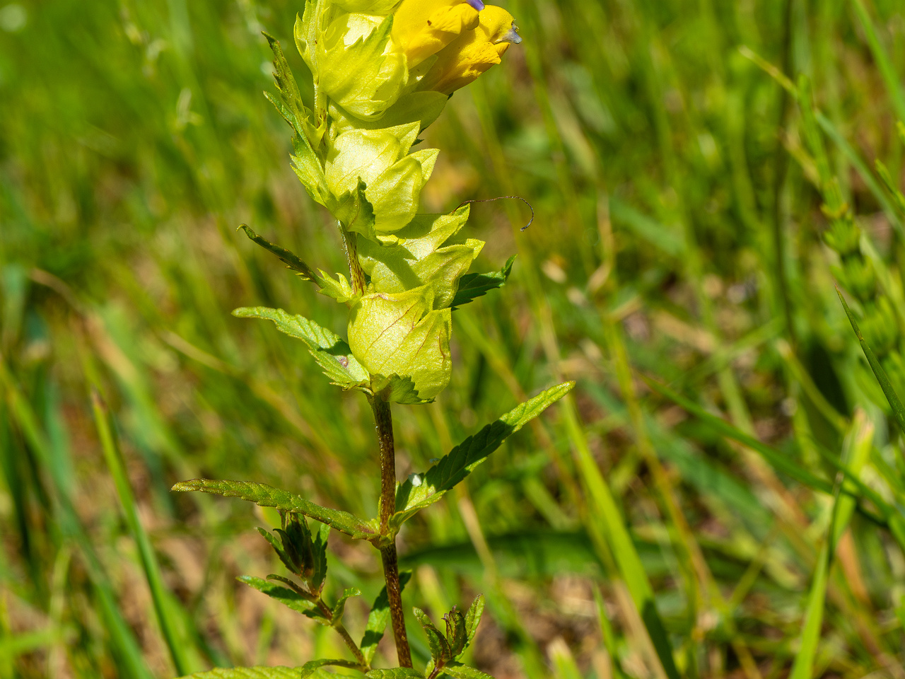 botanical_garden_entrance_mound-21