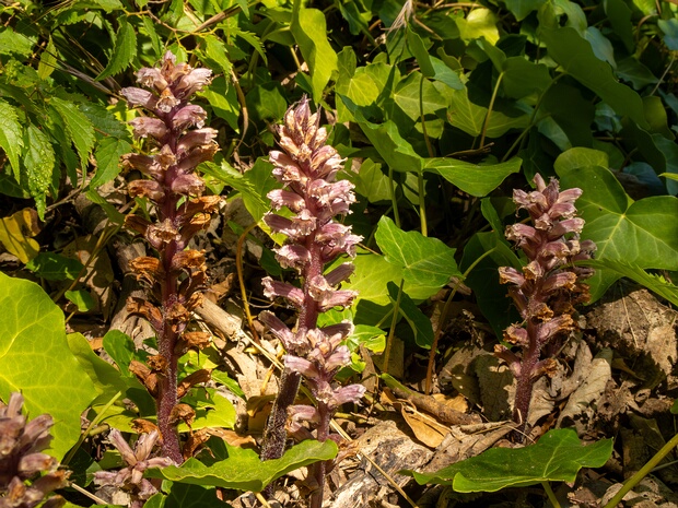 Заразиха плющевая - Orobanche hederae