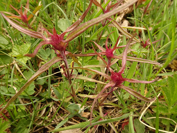 Марьянник гребенчатый - Melampyrum cristatum