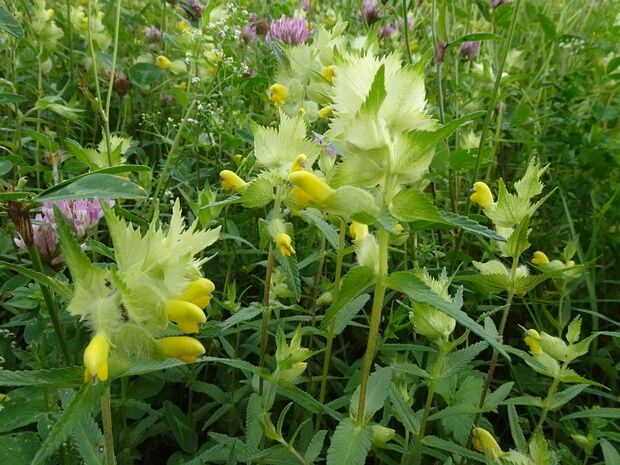 Погремок большой - Rhinanthus alectorolophus