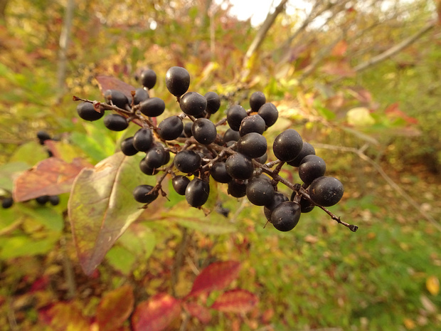 Бирючина Чоноски разн. лысая - Ligustrum tschonoskii var. glabrescens