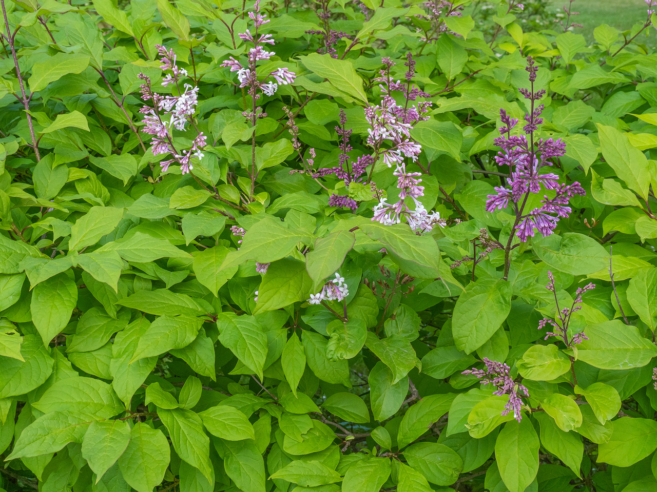 kadriorg_park_hedge_tallinn-303461