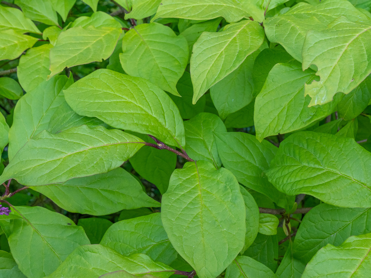 kadriorg_park_hedge_tallinn-303462