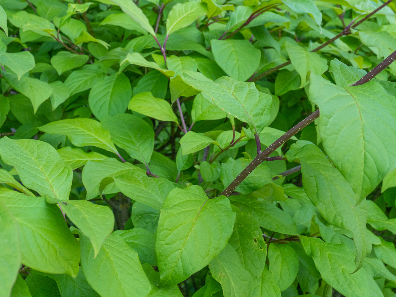 kadriorg_park_hedge_tallinn-303464