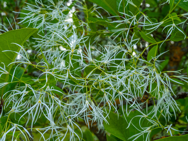 Снежноцвет виргинский - Chionanthus virginicus