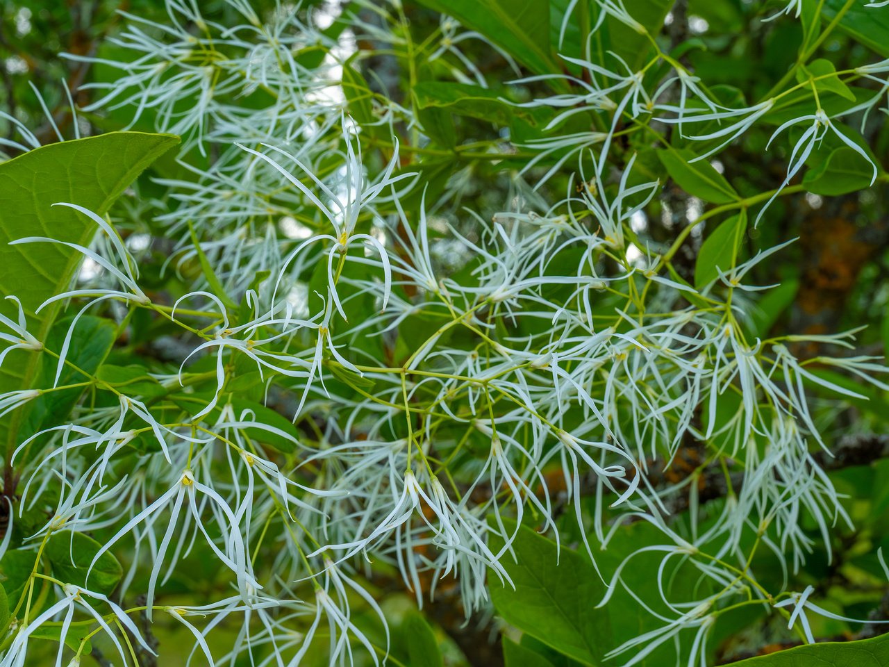 !tallinn_botanical_garden_outside_alpine_plain-10