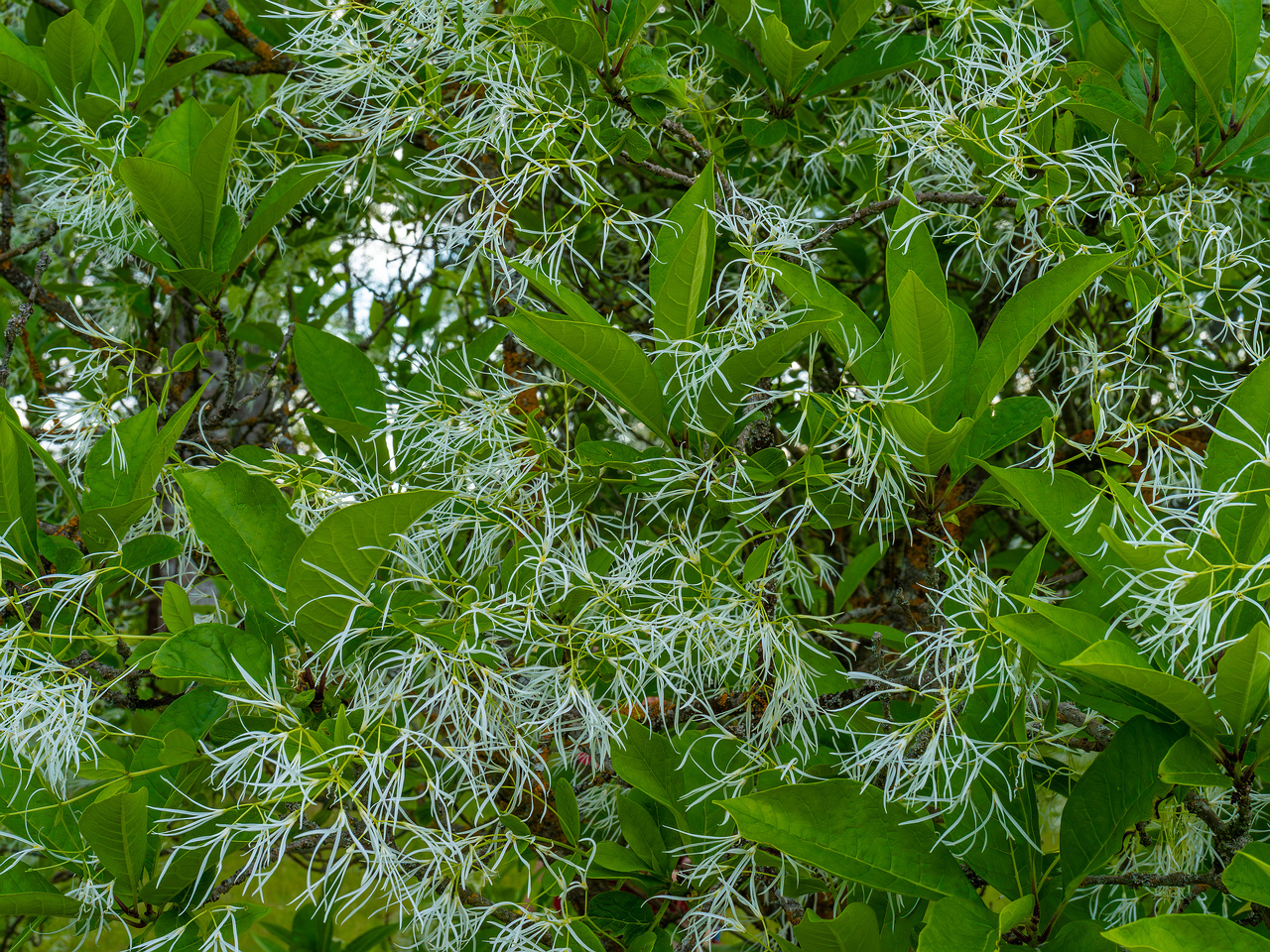 tallinn_botanical_garden_outside_alpine_plain-11