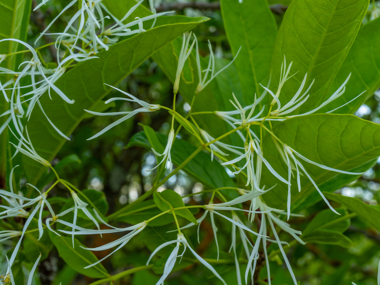 tallinn_botanical_garden_outside_alpine_plain-12