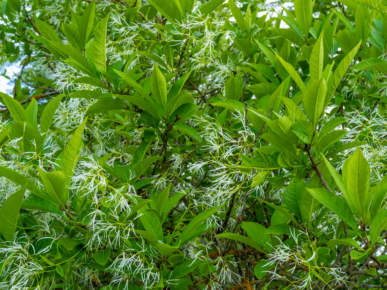 tallinn_botanical_garden_outside_alpine_plain-13