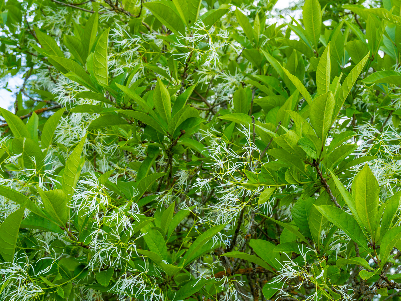 tallinn_botanical_garden_outside_alpine_plain-14