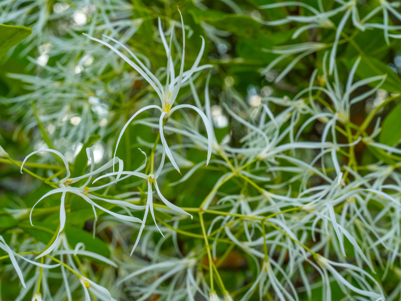 tallinn_botanical_garden_outside_alpine_plain-9