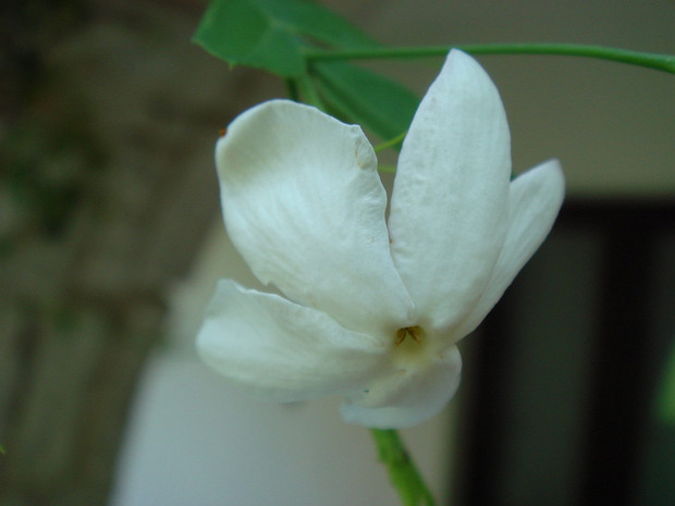Жасмин многоцветковый - Jasminum polyanthum