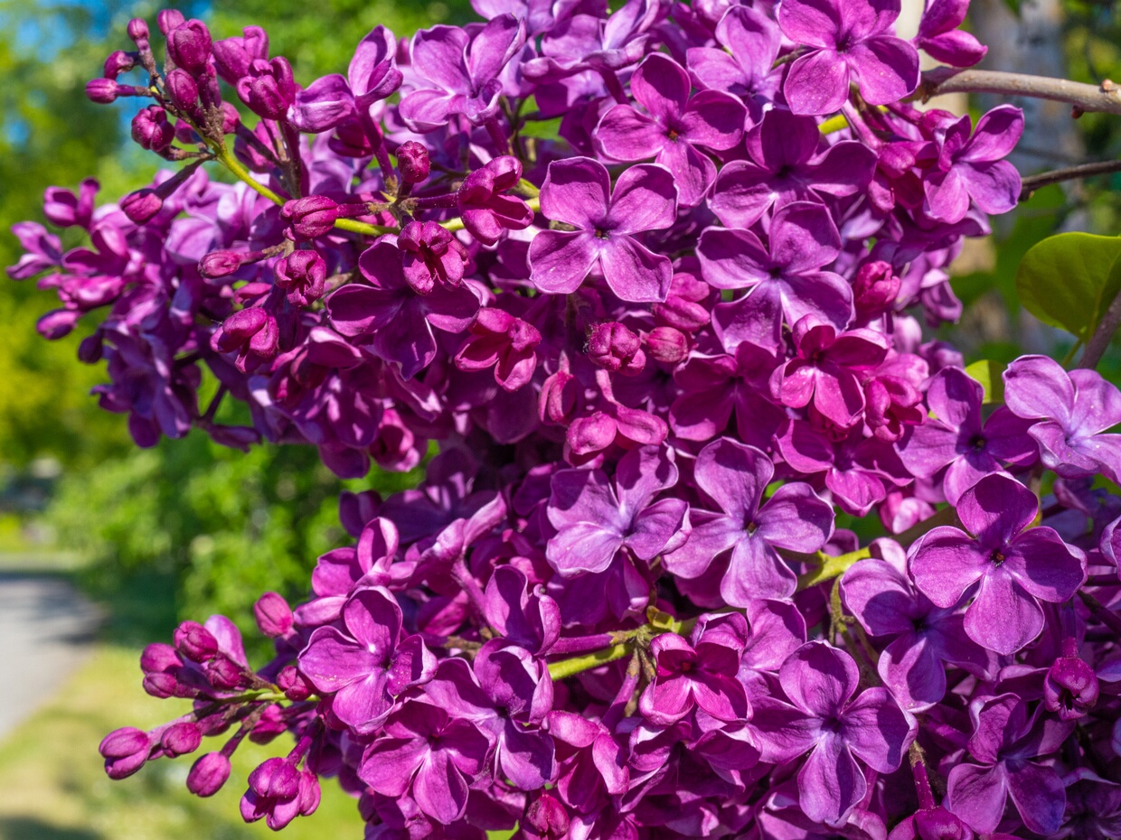 Сирень гибридная - Syringa x hybrida