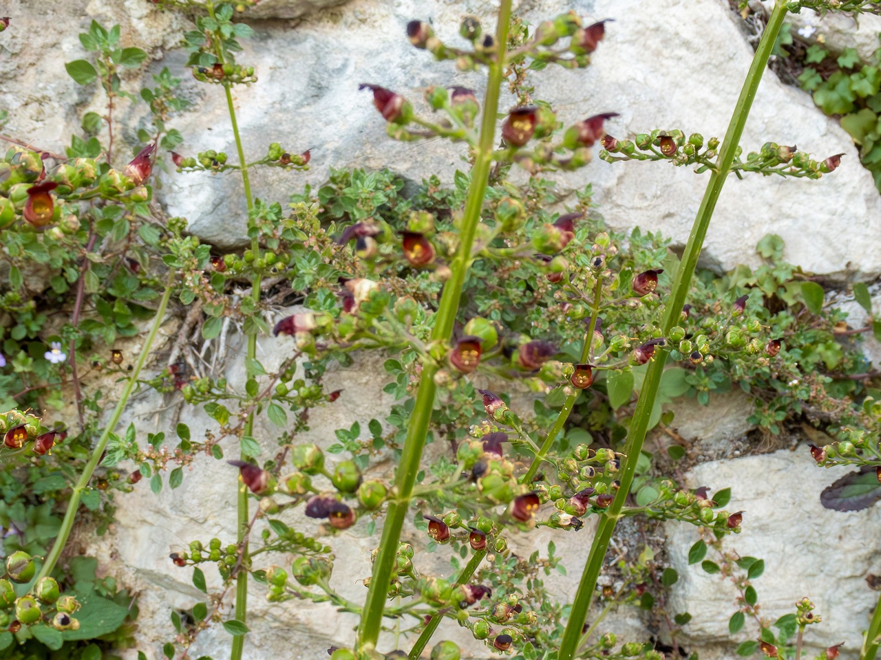 Scrophularia auriculata _2025-05-11_1-1