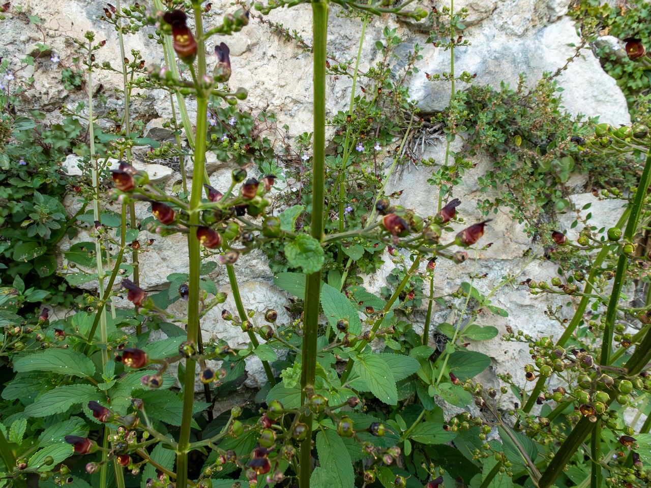 Scrophularia auriculata _2025-05-11_1-10