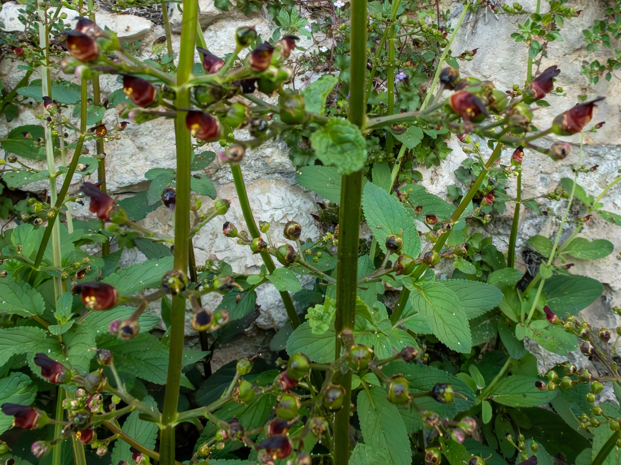 Scrophularia auriculata _2025-05-11_1-11