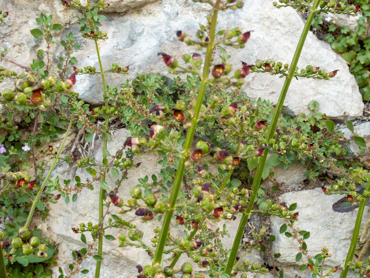 Scrophularia auriculata _2025-05-11_1-2