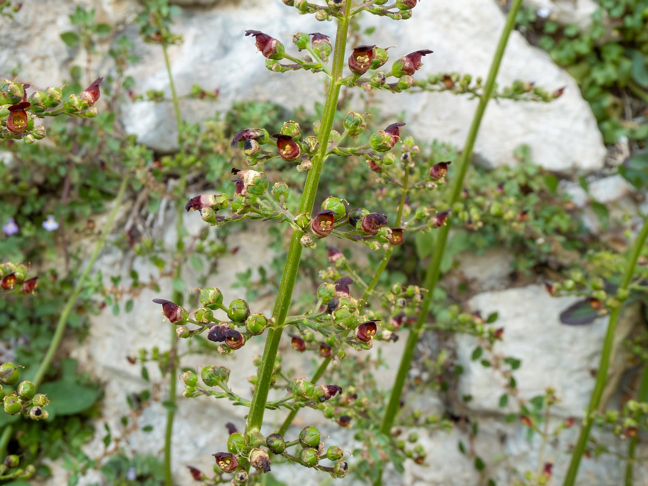Scrophularia auriculata _2025-05-11_1-3