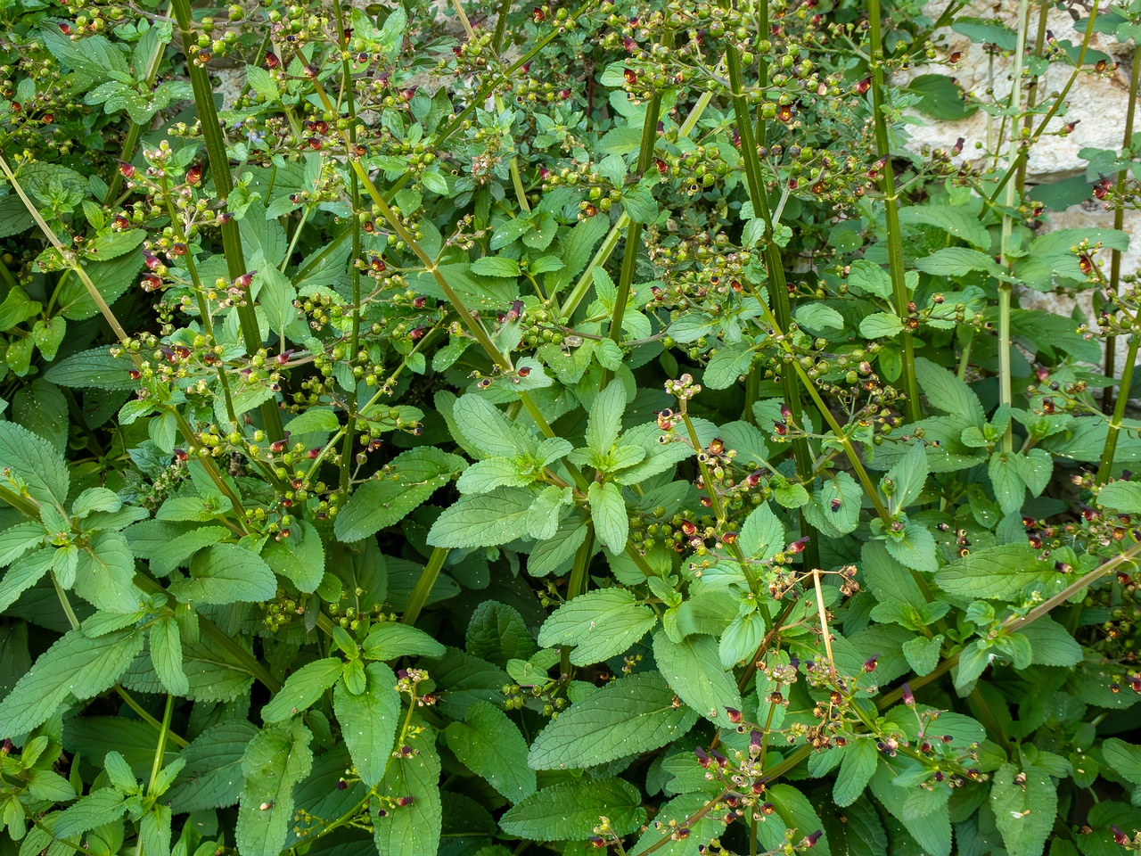 Scrophularia auriculata _2025-05-11_1-5