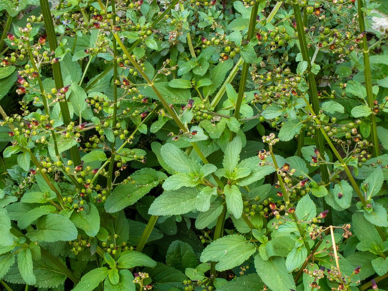 Scrophularia auriculata _2025-05-11_1-6