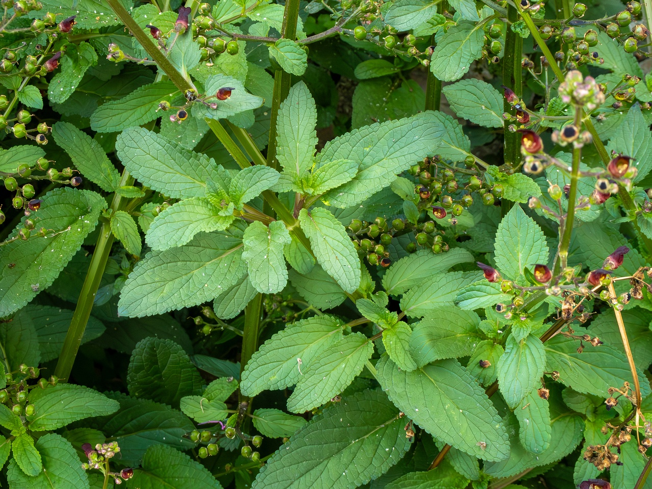 Scrophularia auriculata _2025-05-11_1-7