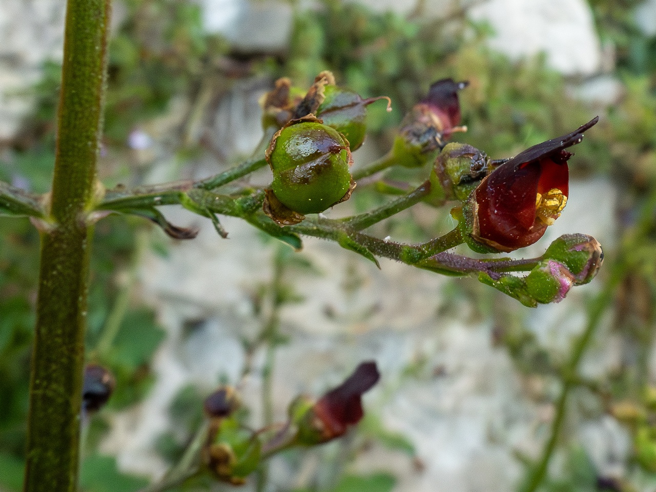 Scrophularia auriculata _2025-05-11_1-8