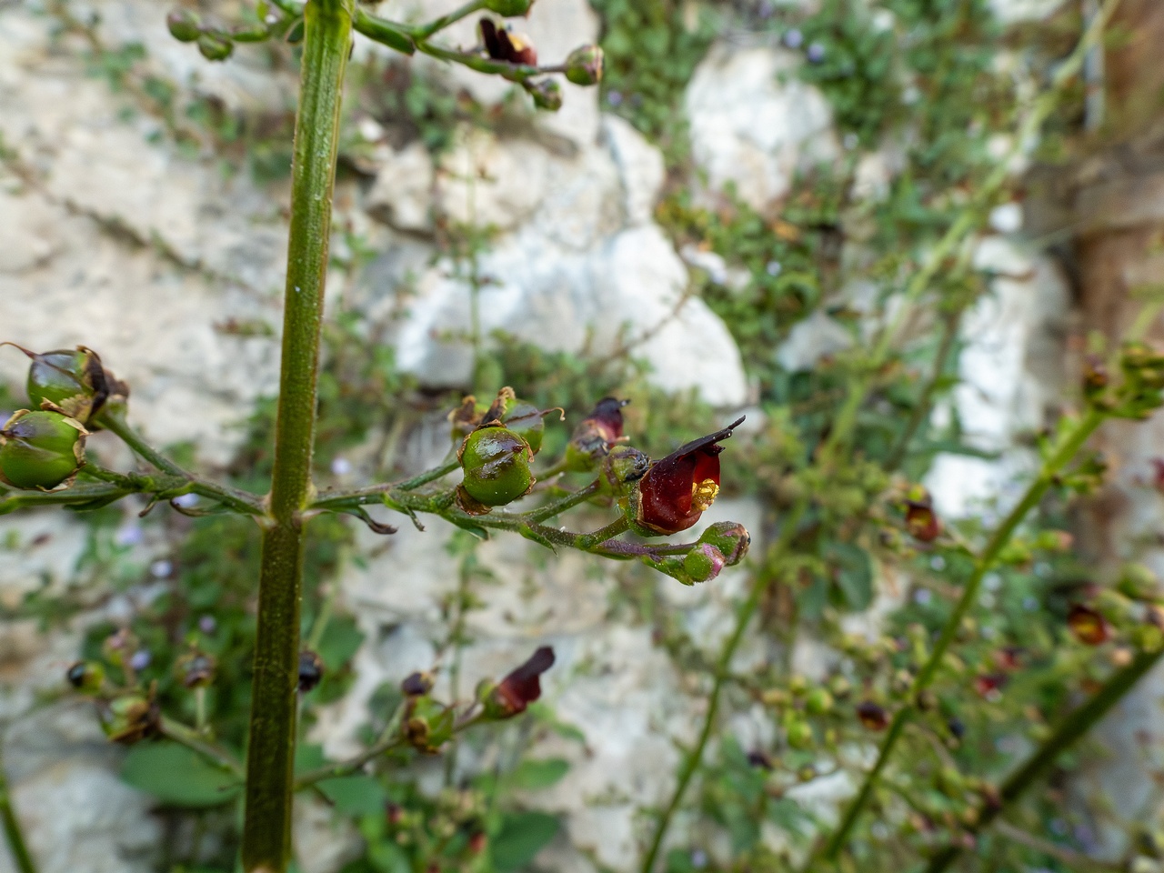 Scrophularia auriculata _2025-05-11_1-9