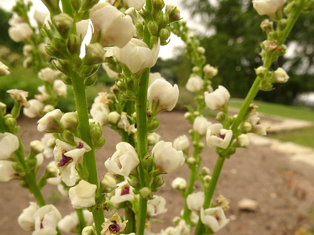 Коровяк Шэ белая форма - Verbascum chaixii f. alba