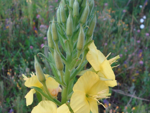 Коровяк лекарственный - Verbascum phlomoides