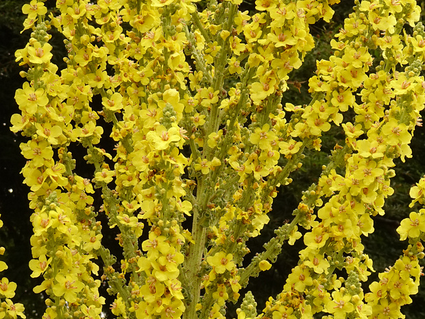 Коровяк олимпийский - Verbascum olympicum