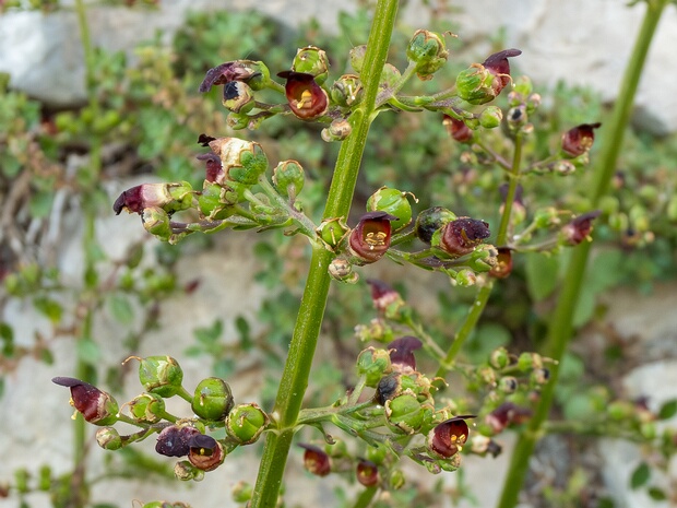 Норичник ушковатый - Scrophularia auriculata