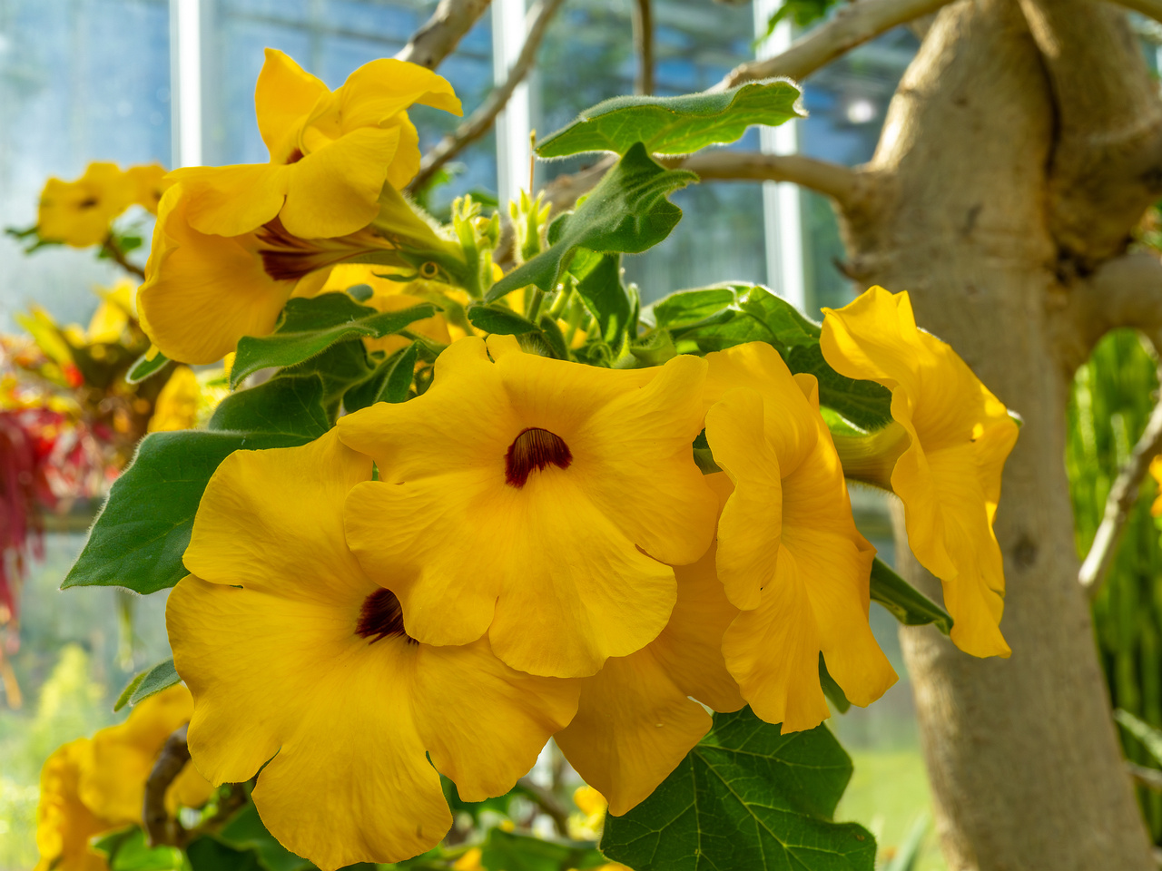 !tallinn_botanical_garden_palm_house_tropics-36