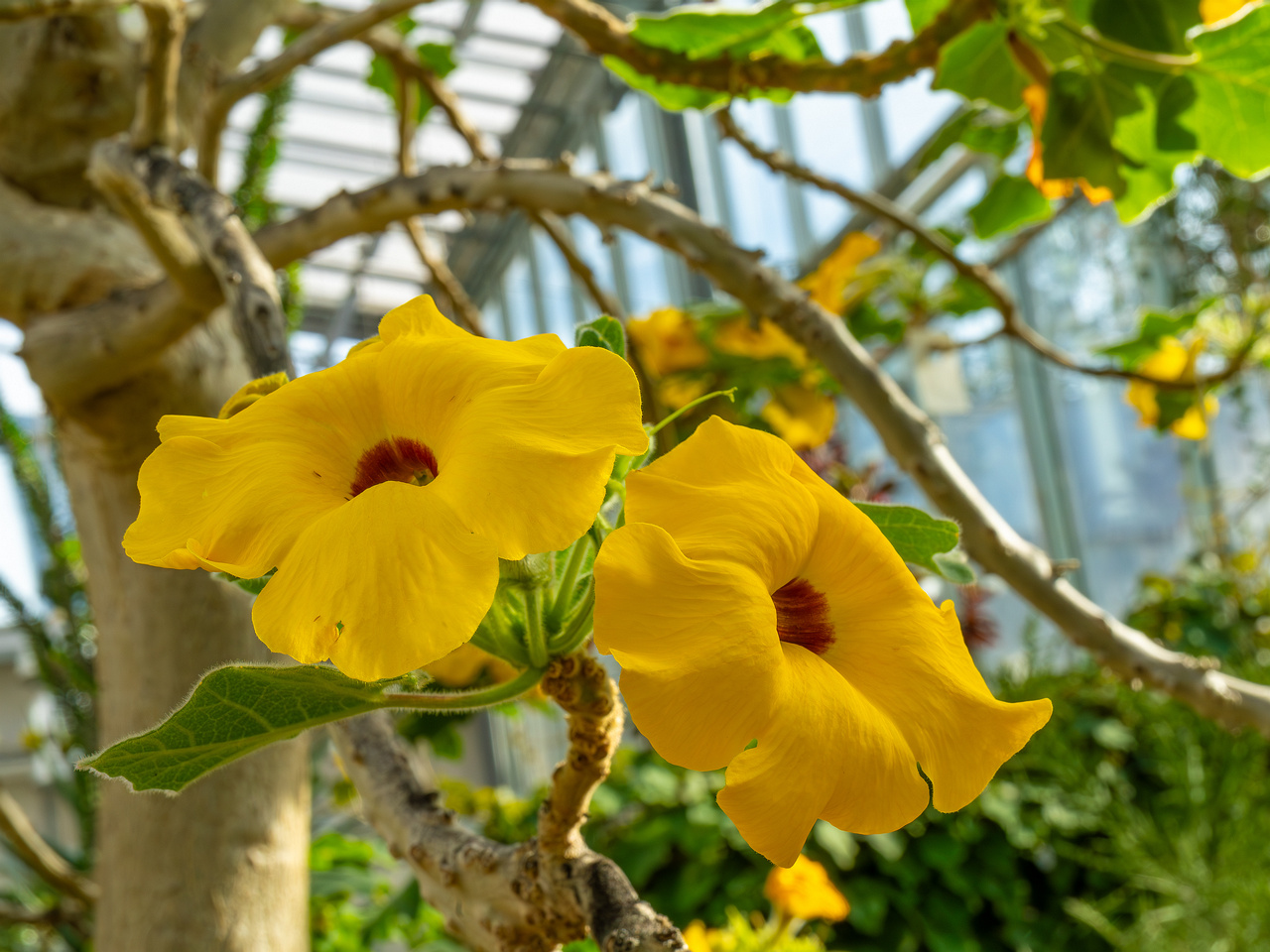 tallinn_botanical_garden_palm_house_tropics-23