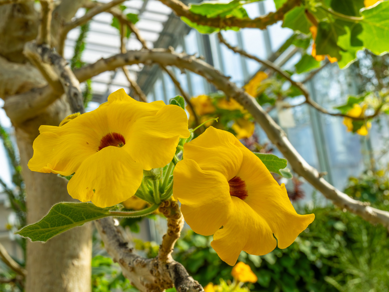 tallinn_botanical_garden_palm_house_tropics-24