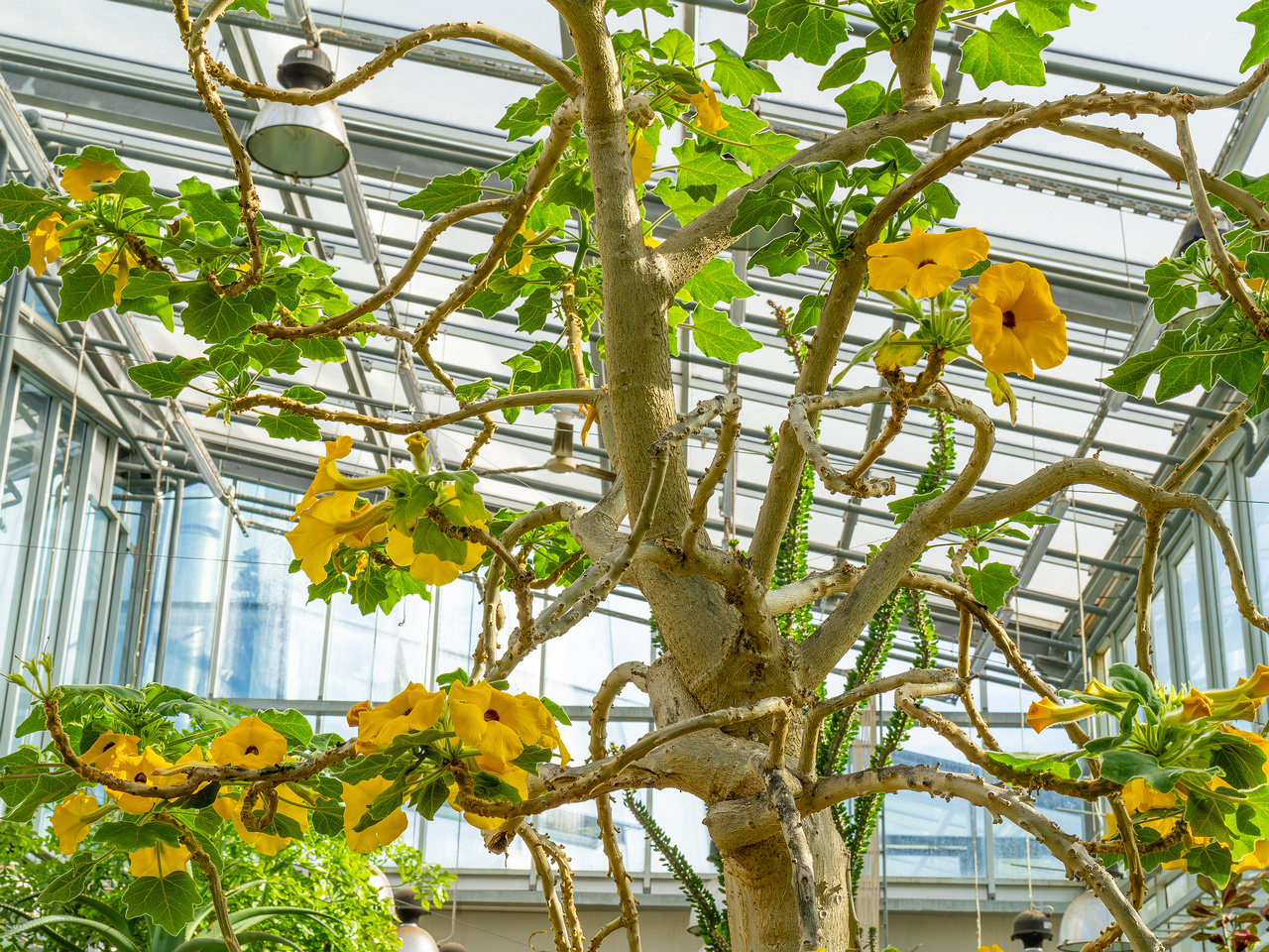 tallinn_botanical_garden_palm_house_tropics-25