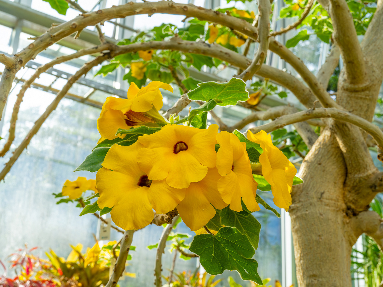 tallinn_botanical_garden_palm_house_tropics-31