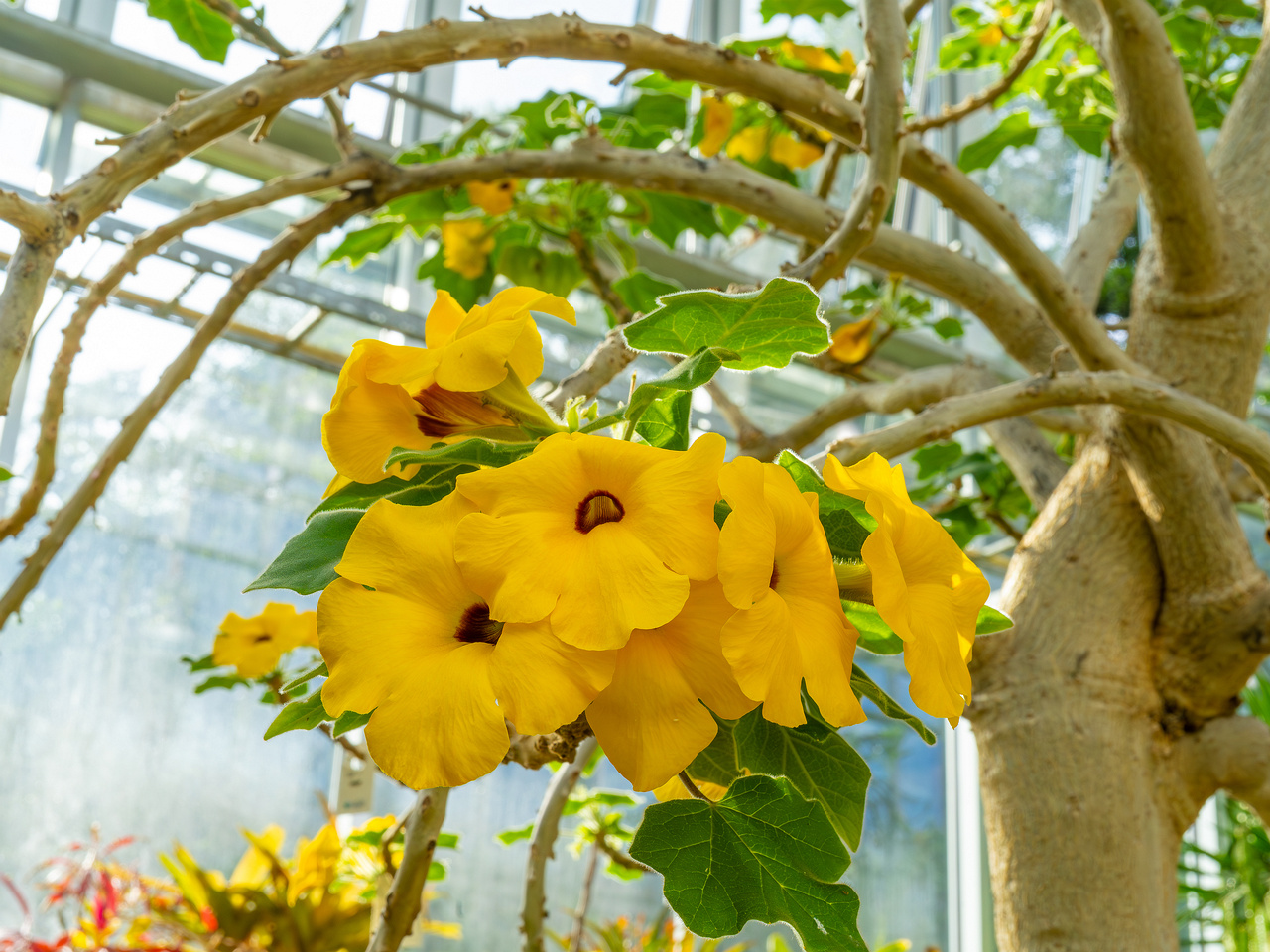 tallinn_botanical_garden_palm_house_tropics-32