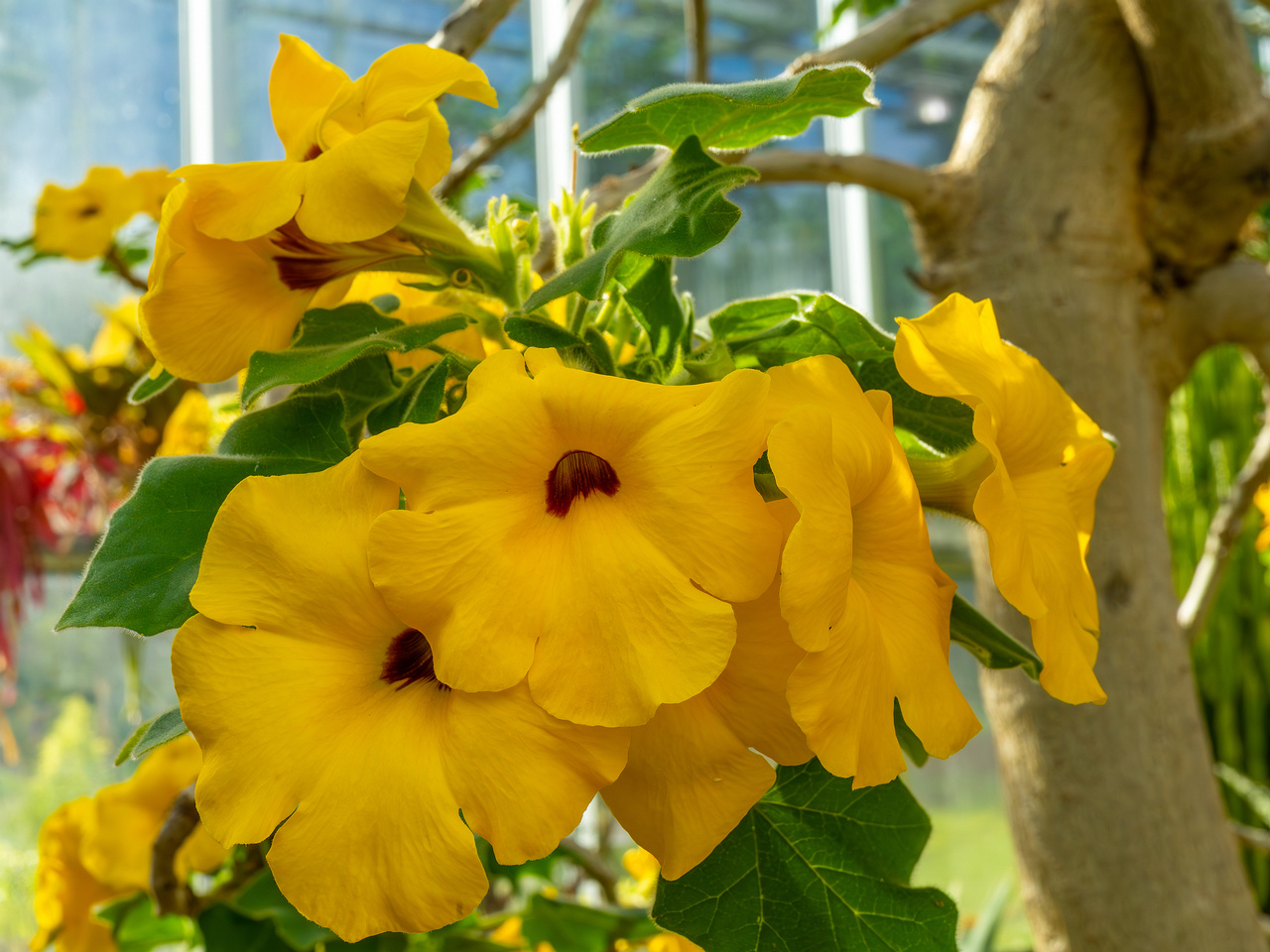 tallinn_botanical_garden_palm_house_tropics-35