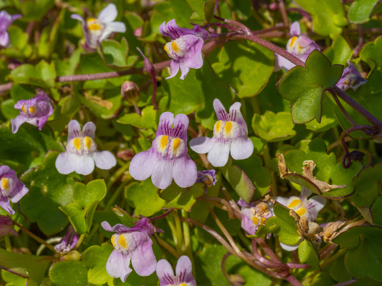 _tallinna_botaanikaaed_june-303860