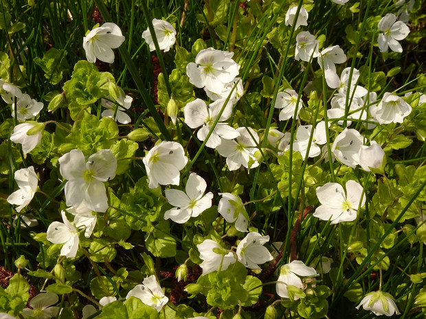 Вероника нитевидная белая форма - Veronica filiformis f. alba