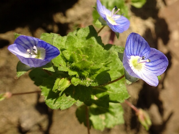 Вероника нитевидная - Veronica filiformis
